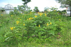Cassia alata
